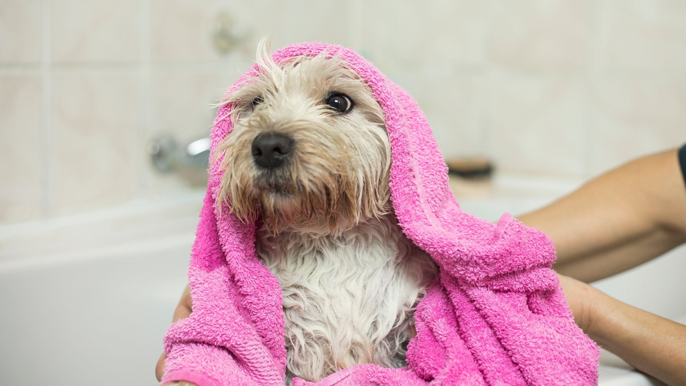 Can I Use Baby Wipes on my Dog?