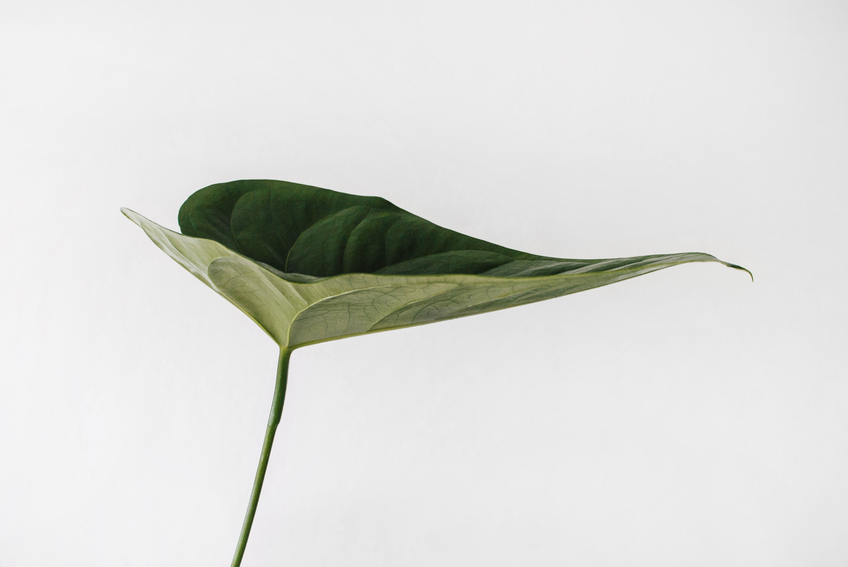 Biobased Products 101: USDA Biopreferred & Certified