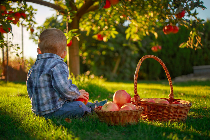 Fall Activities for Families: 18Fun Eco-Friendly Tips | Eco Pea Co